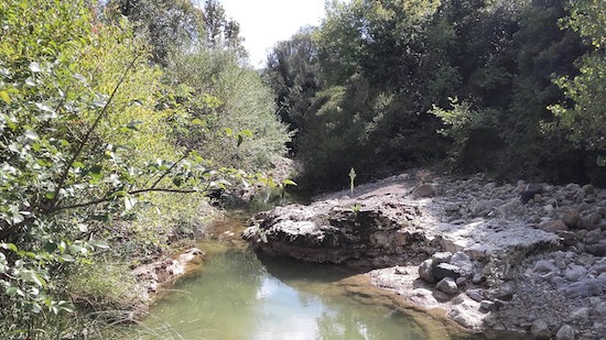 cecina