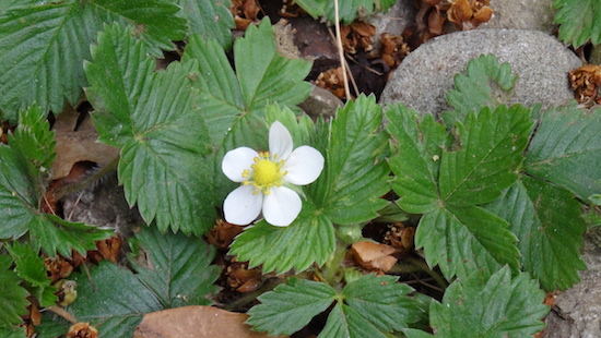 fragoline
