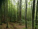 Acquerino foresta 
