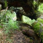 Alta valle del torrente Carfalo: tassi monumentali e una faggeta da primato nazionale