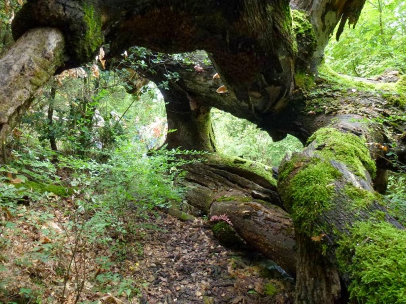 Alta valle del torrente Carfalo: tassi monumentali e una faggeta da primato nazionale